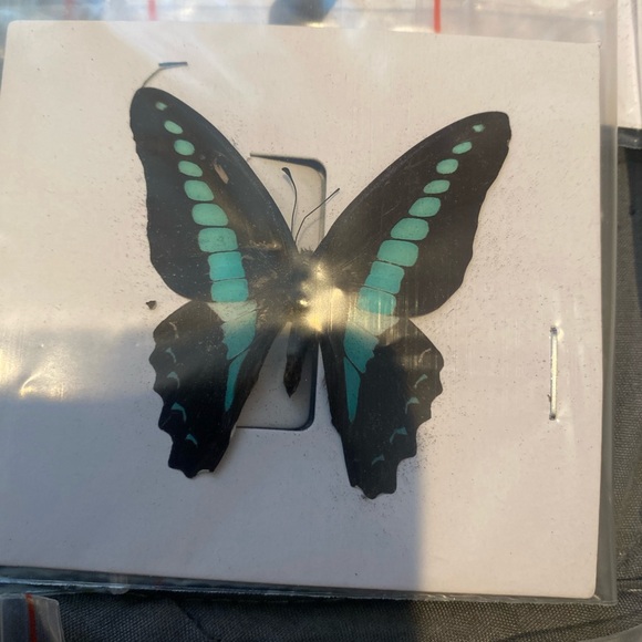 9 natural unmounted taxidermy butterflies - Picture 8 of 12